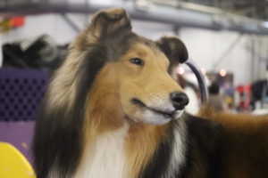 Rough Coated Collie, Windsong Coronation