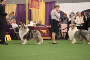 Rough Coated Collies Marilyn and Saxon (veteran) showing in best of breed competition