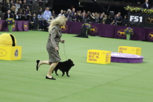 Schipperke (winner of best of non sporting class) Colton (veteran aged 7)