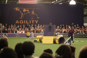 Westminster Kennel Club Agility Competition finals