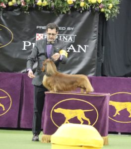 Veteran Long Haired Dachshund George Burns (aged 7), winning best of class for the hound group and moving up to the Best in Show competition