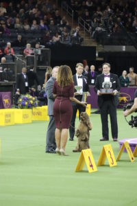 Veteran Sussex Spaniel, Bean (aged 7) competing in Best in Show