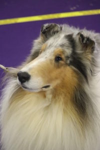 Veteran Rough Coated Collie Saxon (aged 7), preparing for best of breed competition