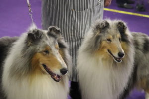 Rough Coated Collies (Saxon and Marilyn) preparing for best of breed competition